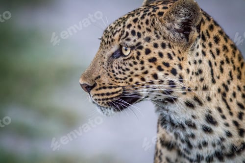 Preview: Side profile of a young Leopard.