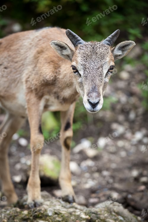 Preview: West Caucasian tur (Capra caucasica)