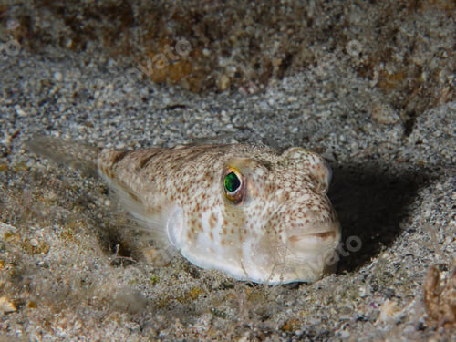 Preview: A cute pufferfish resting on the seabed