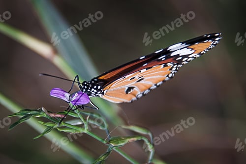 Preview: Butterfly