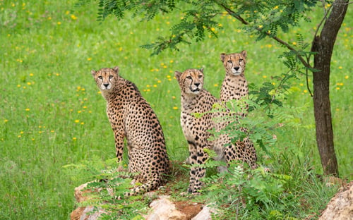 Preview: Male sibling cheetahs