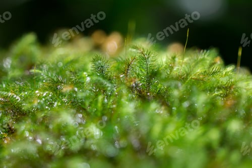 Preview: Drops of water are at the ends of the moss