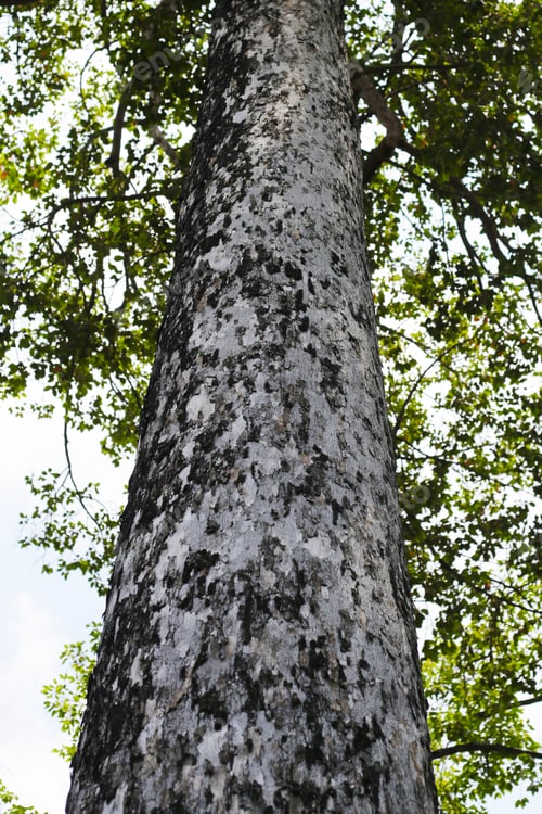 Preview: Looking up from down tree, Dipterocarpus tree, Big tree in Vietnam