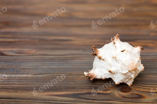 Preview: Beach seashells on colored background. Mock up with copy space
