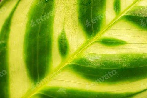 Preview: Different green hues on a plant leaf. Leaf pattern on a natural leaf. Background concept.