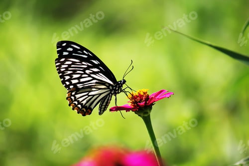 Preview: The Dark Blue Tiger Butterfly