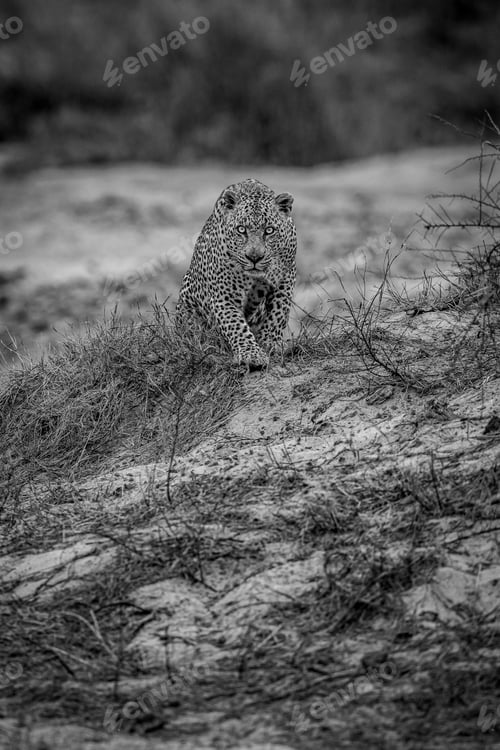 Preview: Big male Leopard walking towards the camera.