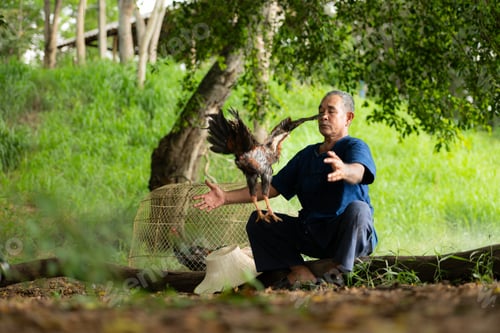 Preview: Villagers in rural Thailand are raising fighting cocks to compete in cockfighting, a native sport.