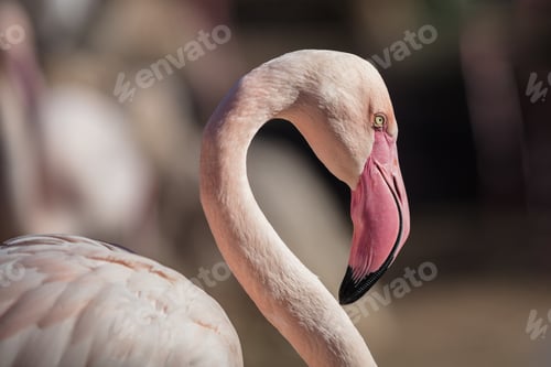 Preview: pink flamingo