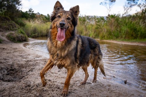 Preview: Happy dog on a sandy riverbank.