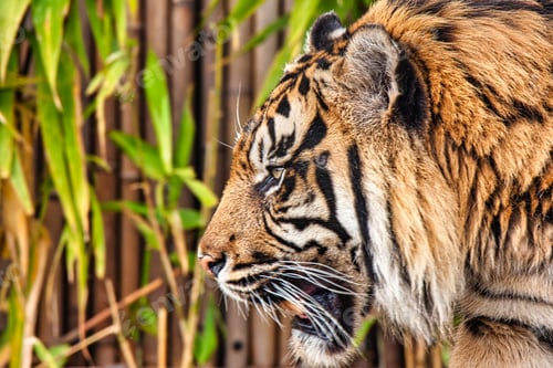 Preview: Closeup side profile portrait of Sumatran tiger (Panthera tigris sumatrae) looking away
