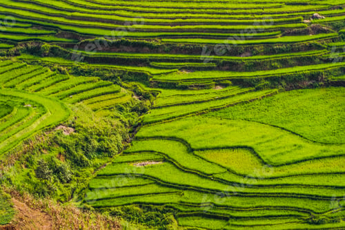 Preview: Paddy rice terraces, green agricultural fields in countryside of mountain hills valley, Vietnam.