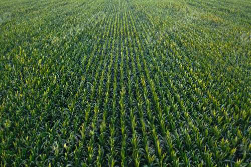 Preview: Aerial view of green corn crops field