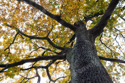 Preview: Bottom view of tree trunk to yellow leaves of big tree in the forest. Fresh environment in park.