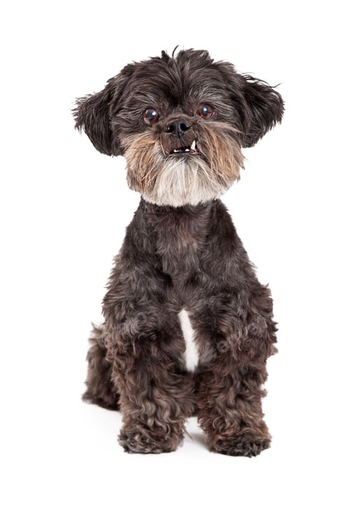 Preview: Funny Mixed Breed Small Dog Sitting