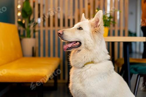 Preview: Swiss Shepherd dog sits on the floor in a cafe and listens to the owner's command