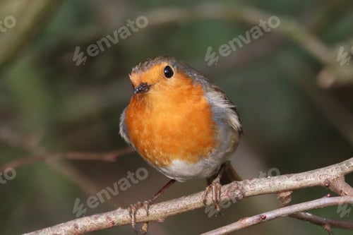Preview: Robin