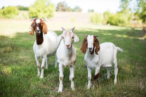 Preview: Group of cute baby goats in a grassy field at the time of pasture