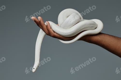 Preview: Hand of black male owner of exotic pet holding white twisted rat snake