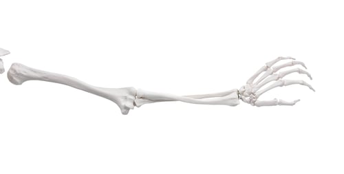 Preview: Artificial human skeleton model isolated on white, closeup
