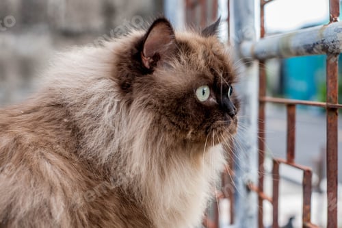 Preview: Persian cat sitting on chair and look straight alone motion.