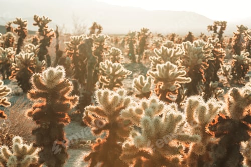 Preview: Cactus