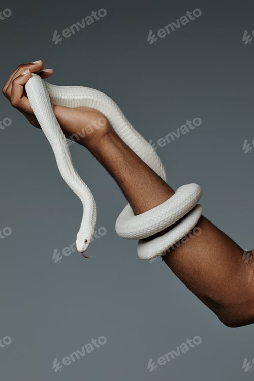 Preview: Part of arm of young man holding white snake enlacing his wrist