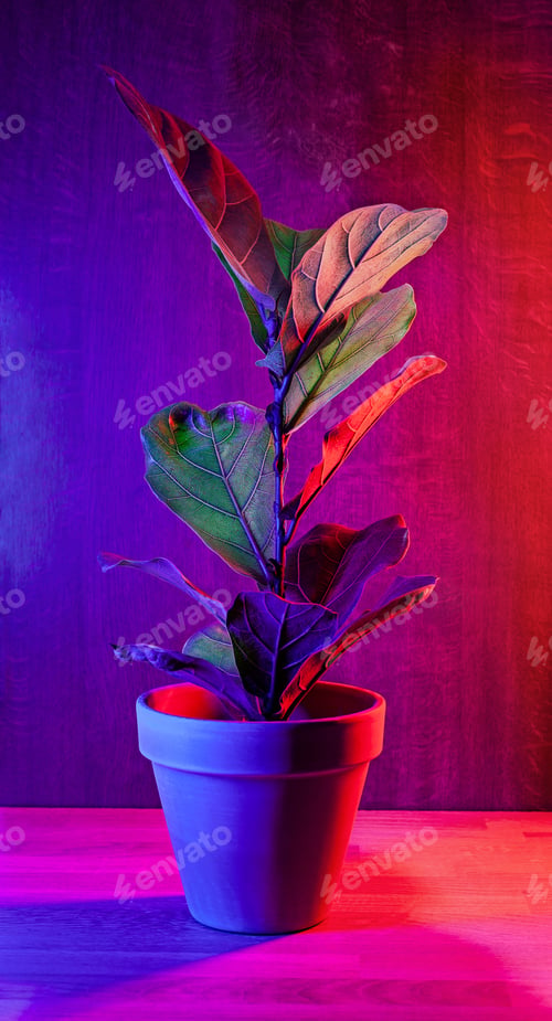 Preview: Beautiful Ficus lyrata in a brown flowerpot on dark magenta background