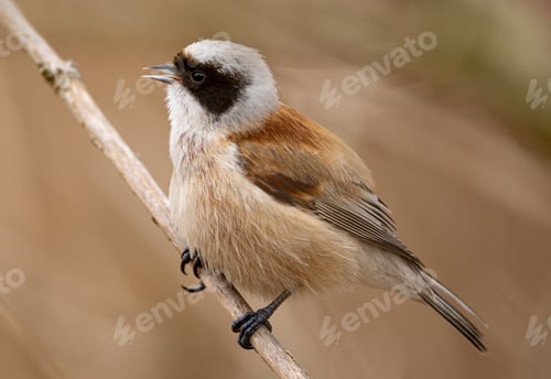 Preview: Singing Eurasian Penduline Tit Bird