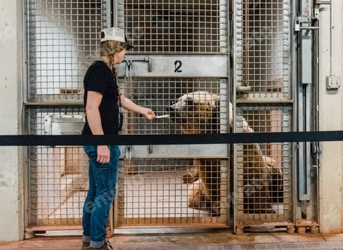 Preview: A woman feeds a grizzly bear a piece of celery through a cage at the zoo