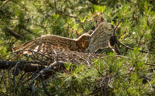 Preview: Eagle near newborn bird in nest