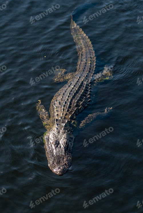 Preview: An Alligator in Florida