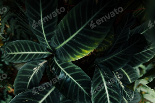 Preview: Closeup Nature View Of Tropical Leaf Background