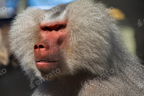 Preview: Baboon