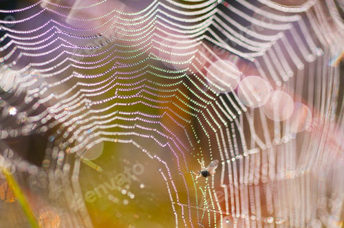 Preview: Beautiful pattern of spider's web with dewdrops on green background, Nature background