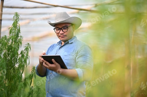 Preview: Smart farmer using digital tablet and checking marijuana or cannabis plantation.