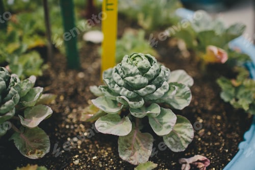 Preview: Head of Kale growing in a community garden