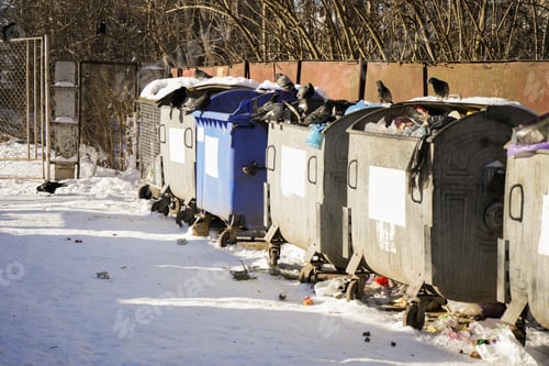 Preview: Doves feeding in bins outdoors on sunny day