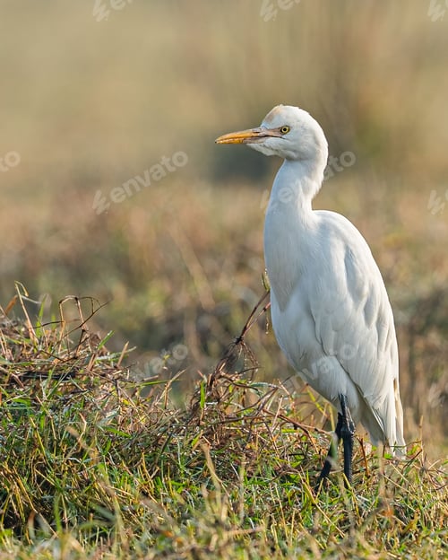 Preview: Cattle egret standing in a grassy meadow isolated on a blurry background. Bubulcus ibis.
