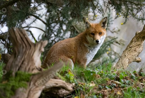 Preview: Red fox in a lush forest setting.