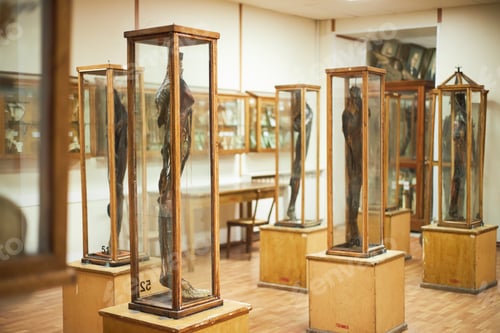 Preview: Preserved Human Bodies Displayed in Glass Cases Inside Medical Museum Exhibit