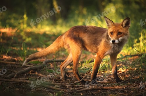 Preview: Fox on the summer forest