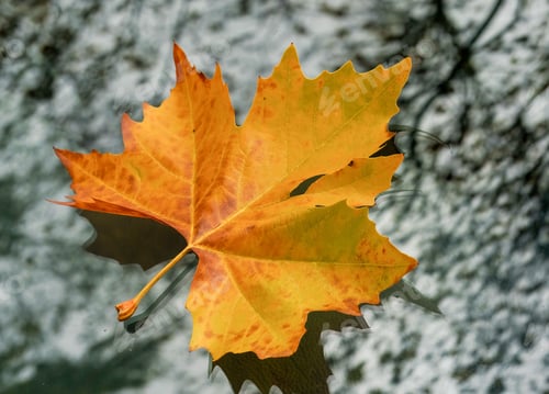 Preview: Yellow autumn leaf resting peacefully on the metallic hood of a car