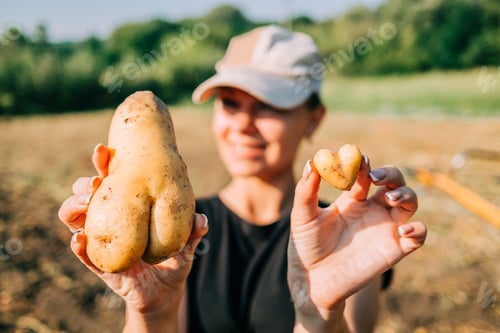 Preview: Woman picks heart shaped potatoes. Healthy product,vitamins. Harvest, hand labor