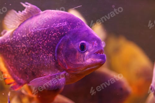 Preview: underwater photography of fish Pygocentrus nattereri