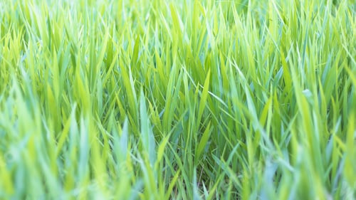 Preview: Green grass field in nature