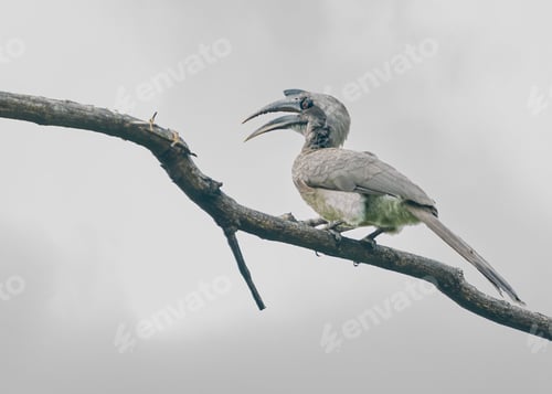 Preview: White hornbill (Bucerotidae) resting on a tree branch against a cloudy sky