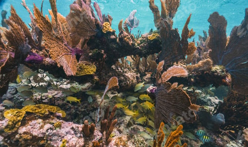 Preview: underwater photo of fan coral and school of yellow fish in the reef in mexico