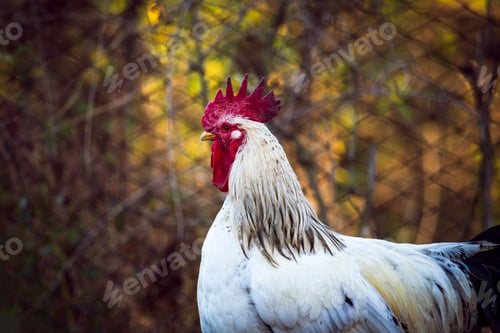 Preview: White Rooster. Portrait. Autumn background. View from the side, under the open sky in nature.