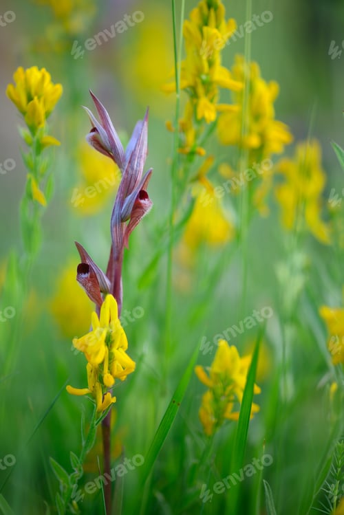 Preview: Wild orchid flowers blooming in Italian meadow